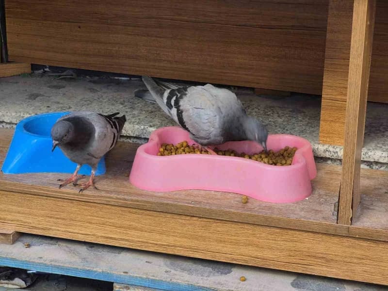 Eskişehir'de soğuk havada üşüyüp acıkan güvercinler, bir dükkanın önüne Sokak kedileri için konulan kuru mamaları yedi.