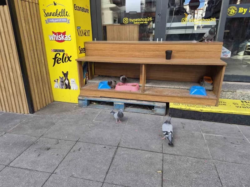 Eskişehir'de soğuk havada üşüyüp acıkan güvercinler, bir dükkanın önüne Sokak kedileri için konulan kuru mamaları yedi.