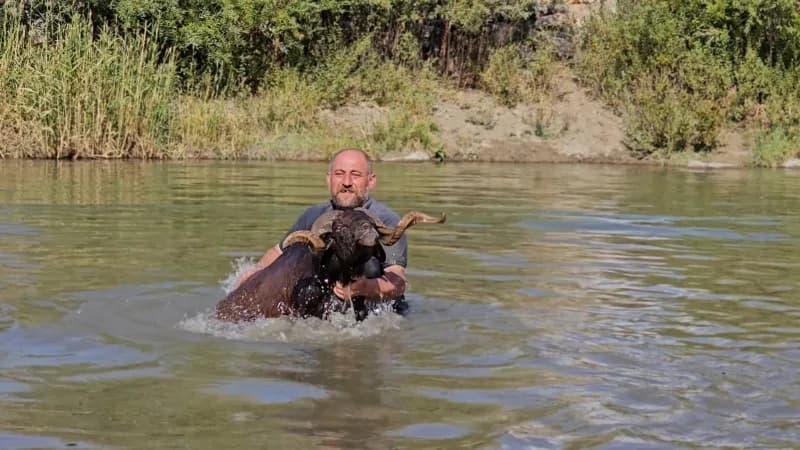 Muş Hasköy’de besici Erkan Türe ve çocukları Karasu Nehri’nde koyunları yıkıyor