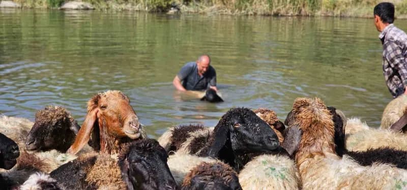 Hasköy ilçesinde besicilik yapan Erkan Türe, koyunlarını kışa hazırlamak için her yıl Karasu Nehri’nde tek tek yıkıyor.