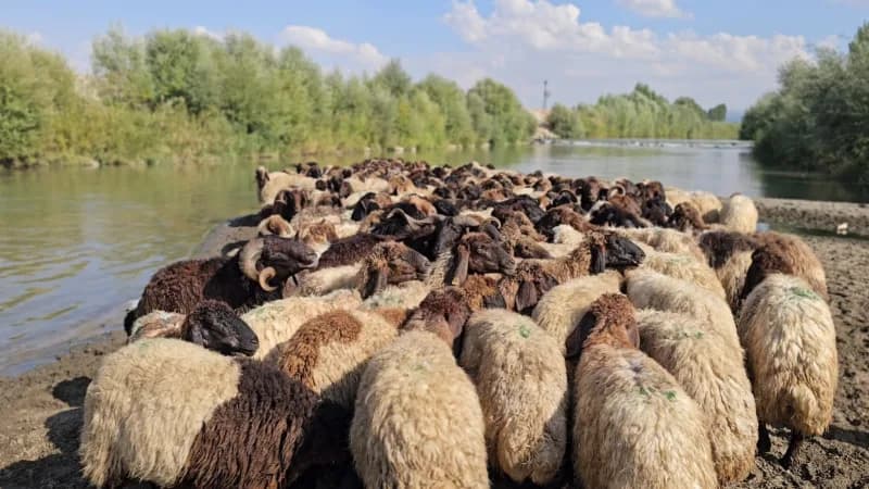 Koyunlar Karasu Nehri’nde tek tek yıkanıyor