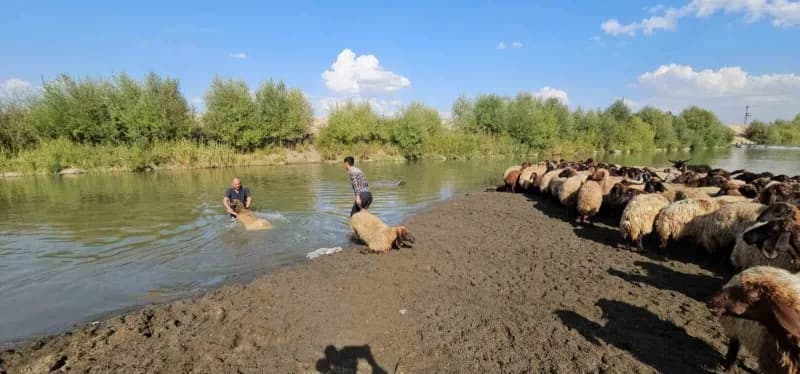 Koyunlar Karasu Nehri’nde tek tek yıkanıyor