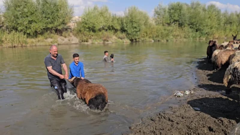 Koyunlar Karasu Nehri’nde tek tek yıkanıyor