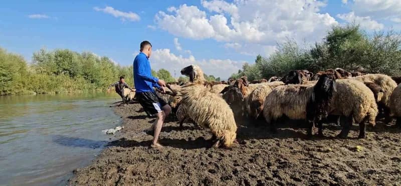 Koyunlar Karasu Nehri’nde tek tek yıkanıyor