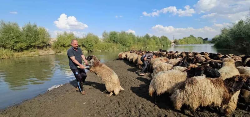 Koyunlar Karasu Nehri’nde tek tek yıkanıyor