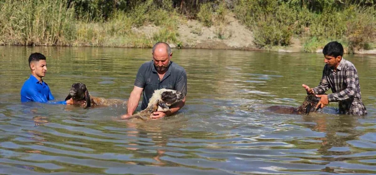 Hasköy ilçesinde besicilik yapan Erkan Türe (Ortada), koyunlarını kışa hazırlamak için her yıl Karasu Nehri’nde tek tek
