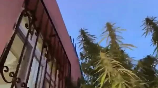 Kenevirlerin boyunun çatıya ulaştığı görüldü