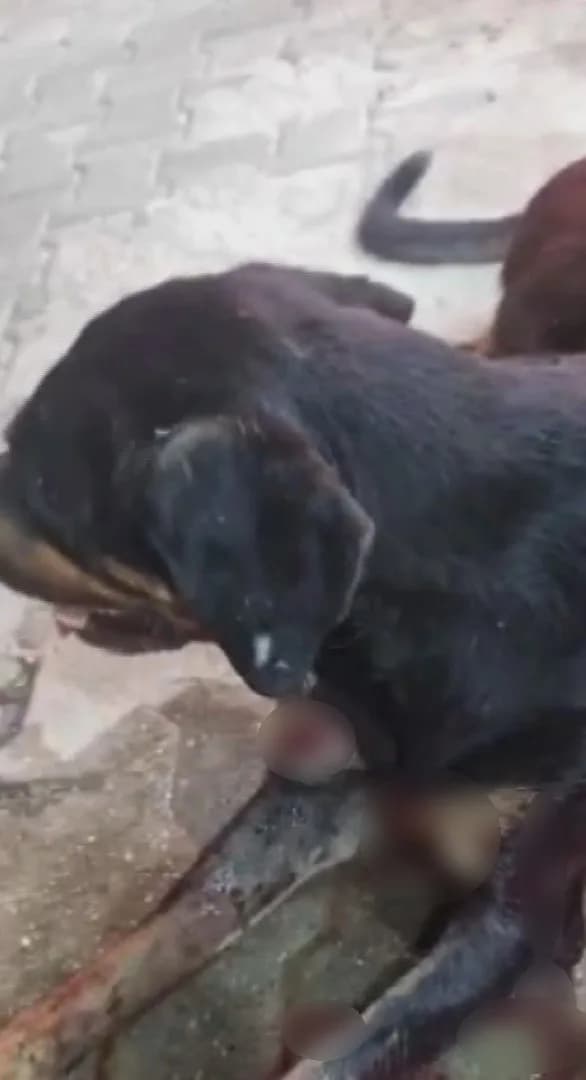 Yaralı köpek (Arşiv)