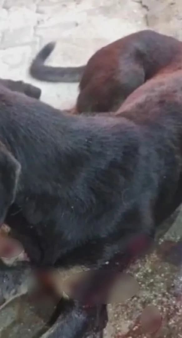 Yaralı köpek (Arşiv)