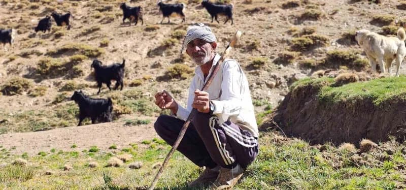 Muş Yerkaya köyünde hayvanlarıyla birlikte otlatma yapan Medeni Kortaş