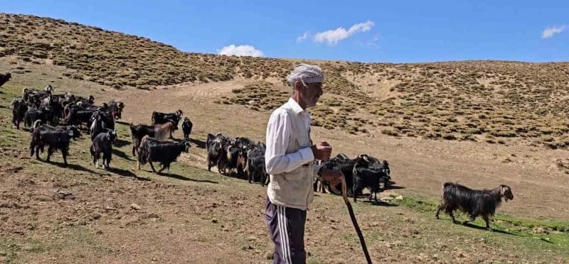 Bursa’dan köyüne döndü, hayvancılıkla geçimini sağlıyor