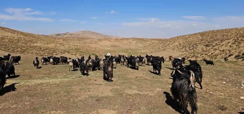 Bursa’dan köyüne döndü, hayvancılıkla geçimini sağlıyor