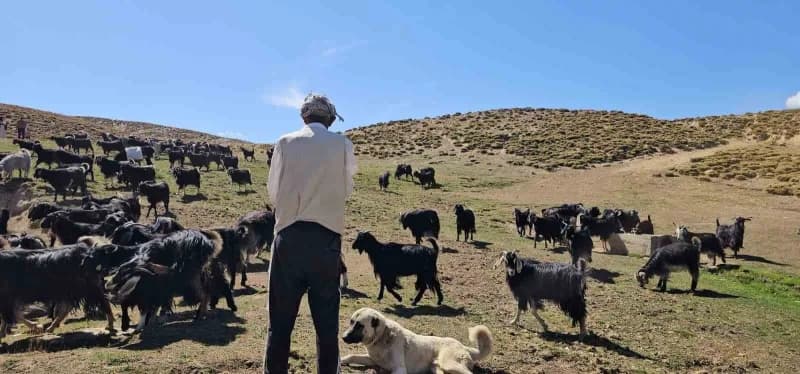 Bursa’dan köyüne döndü, hayvancılıkla geçimini sağlıyor