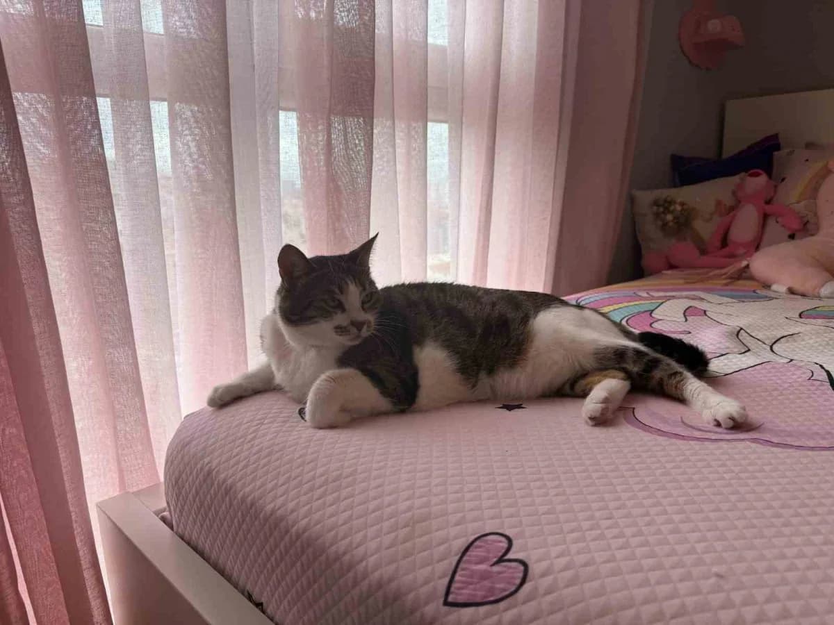 Hırçın kedi mucize hırsızlara geçit vermedi