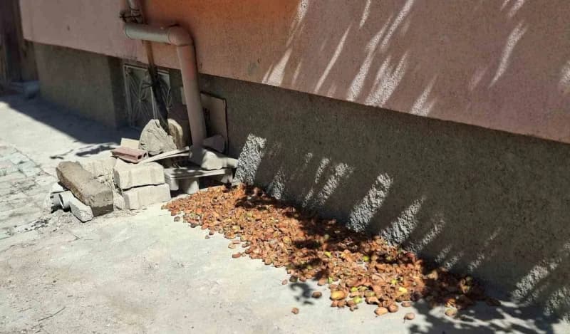 Hisarcık’ta elmalar kaldırımlara serildi: ilginç görüntüler ortaya çıktı