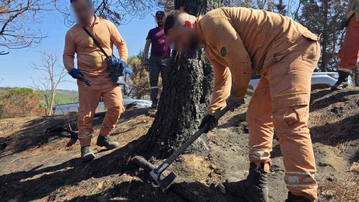 Balıkesir'in Bandırma, Gönen, Manyas, Susurluk ve Erdek ilçelerinde, ormanların korunması, bakım ve ağaçlandırma çalışma