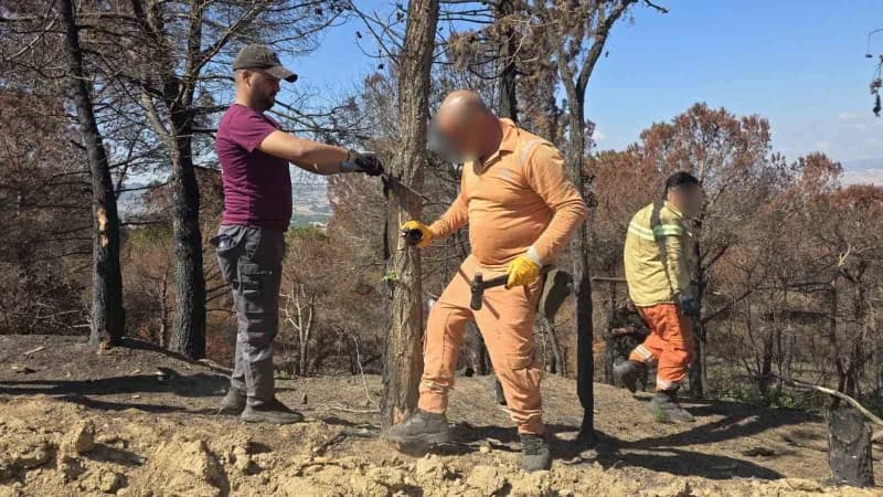 Balıkesir'in Bandırma, Gönen, Manyas, Susurluk ve Erdek ilçelerinde, ormanların korunması, bakım ve ağaçlandırma çalışma