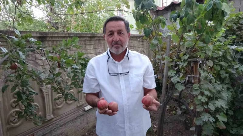 Nevşehirli bir arkadaşının tavsiyesi ve getirdiği fide vesilesiyle bu özel türle tanışan Dursun Doğan, evinin bahçesine