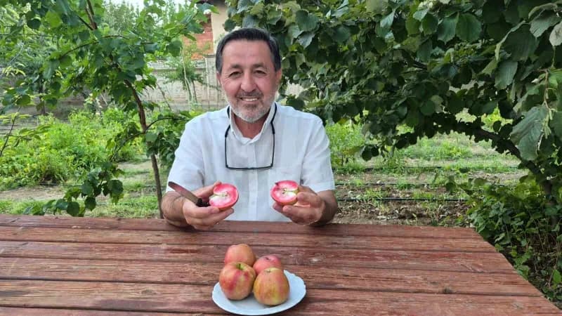 Yozgat Sorgun’da yetiştirilen içi kırmızı elma meyveleri ve bahçe görüntüsü