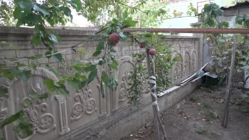 Yozgat Sorgun’da yetiştirilen içi kırmızı elma meyveleri ve bahçe görünümü