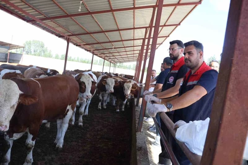 Iğdır’da hayvan hastalıklarının önlenmesi ve muhtemel salgınların yayılmasının engellenmesi amacıyla İl Tarım ve Orman M
