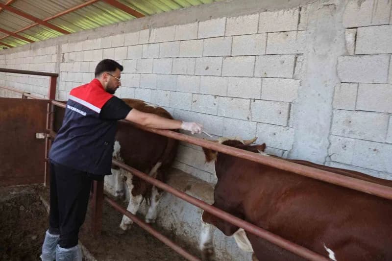 Iğdır’da hayvan hastalıklarının önlenmesi ve muhtemel salgınların yayılmasının engellenmesi amacıyla İl Tarım ve Orman M