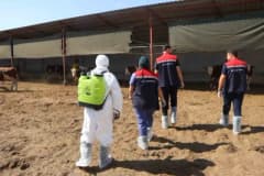 Iğdır’da hayvan sağlığı için aşılama ve dezenfeksiyon çalışmaları yapan ekipler