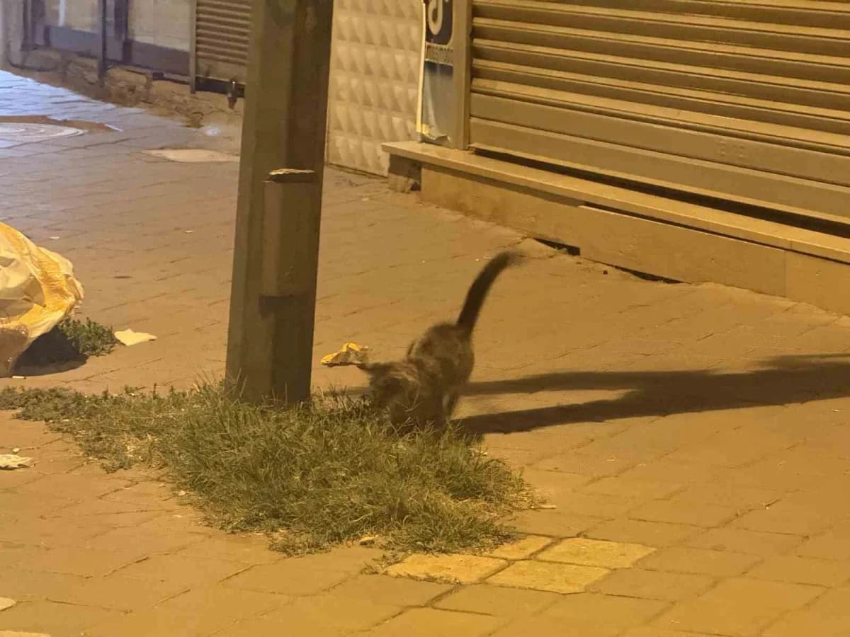 Iğdır’da kedinin fareyle 20 dakikalık oyunu kamerada