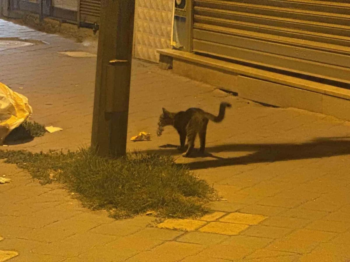 Iğdır Cumhuriyet Mahallesi’nde bir kedi, yakaladığı fareyle oynarken görüntülendi