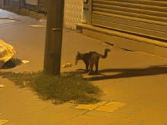 Iğdır Cumhuriyet Mahallesi’nde bir kedi, yakaladığı fareyle oynarken görüntülendi