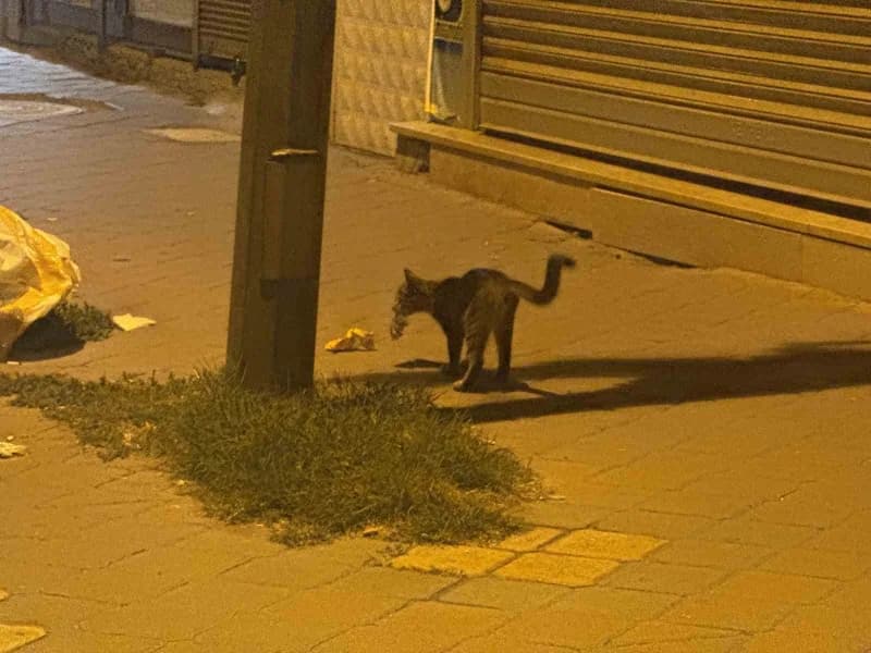 Iğdır Cumhuriyet Mahallesi’nde bir kedi, yakaladığı fareyle oynarken görüntülendi