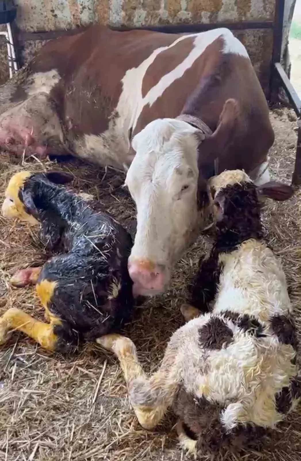 Hayrabolu ilçesinde bir ineğin ikiz buzağı dünyaya getirmesi, sahibine çifte mutluluk yaşattı.