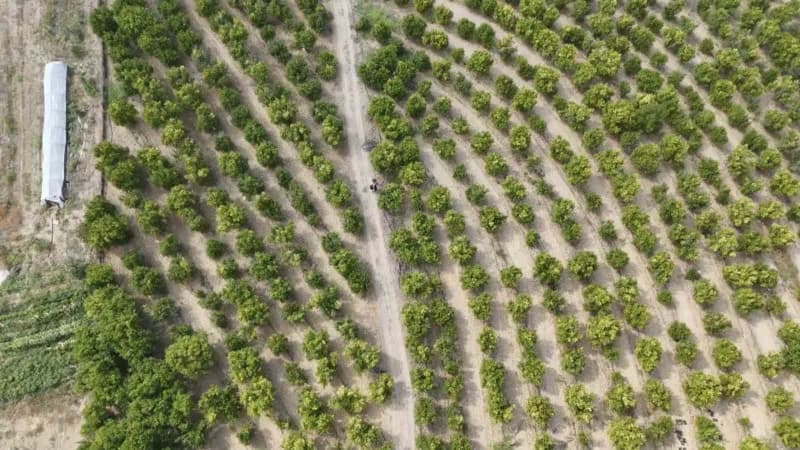 Bilecik'in İnhisar ilçesinde nar hasadına sayılı günler kala rekoltede geçen yıla oranla düşüş bekleniyor. İlçede 24 dön