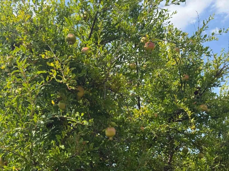 Bilecik'in İnhisar ilçesinde nar hasadına sayılı günler kala rekoltede geçen yıla oranla düşüş bekleniyor. İlçede 24 dön