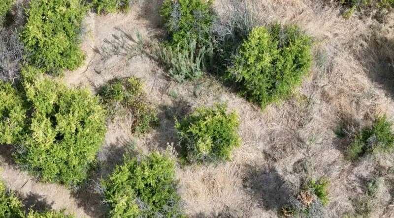 Bilecik'in İnhisar ilçesinde nar hasadına sayılı günler kala rekoltede geçen yıla oranla düşüş bekleniyor. İlçede 24 dön