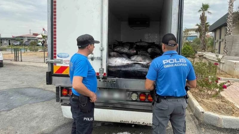 İzmir Güzelbahçe’de deniz polisi tarafından ele geçirilen kaçak mavi yüzgeçli orkinoslar ve araçlar