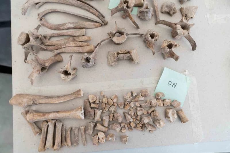 İzmir’de Yeşilova Höyüğü’nün yanı başındaki Yassıtepe’de sürdürülen kazılar, yaklaşık 5 bin yıl önce surlarla çevrili; t