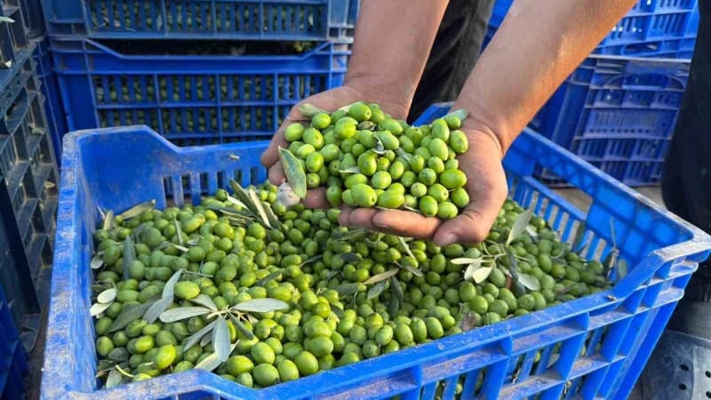 Bursa'nın İznik ilçesine bağlı Göllüce Mahallesi'nde zeytin üreticisi Oğuz Yıldırım, sezonun ilk zeytin hasadını gerçekl