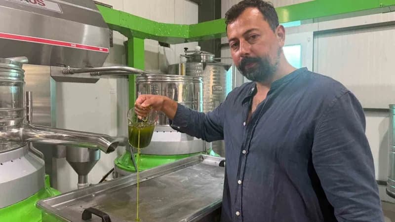Bursa İznik’te erken hasat edilen yeşil zeytinlerden elde edilen zeytinyağı üretim süreci