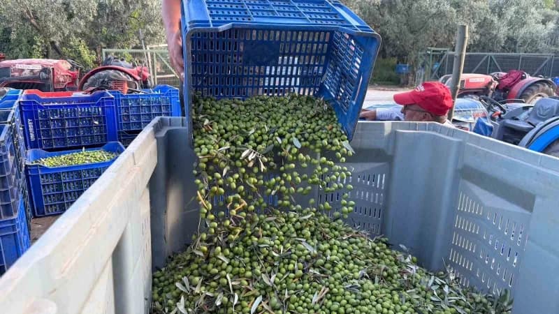 Bursa'nın İznik ilçesine bağlı Göllüce Mahallesi'nde zeytin üreticisi Oğuz Yıldırım, sezonun ilk zeytin hasadını gerçekl