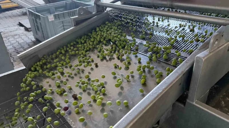 Bursa'nın İznik ilçesine bağlı Göllüce Mahallesi'nde zeytin üreticisi Oğuz Yıldırım, sezonun ilk zeytin hasadını gerçekl
