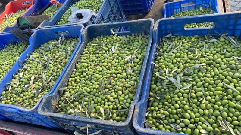 Bursa'nın İznik ilçesine bağlı Göllüce Mahallesi'nde zeytin üreticisi Oğuz Yıldırım, sezonun ilk zeytin hasadını gerçekl