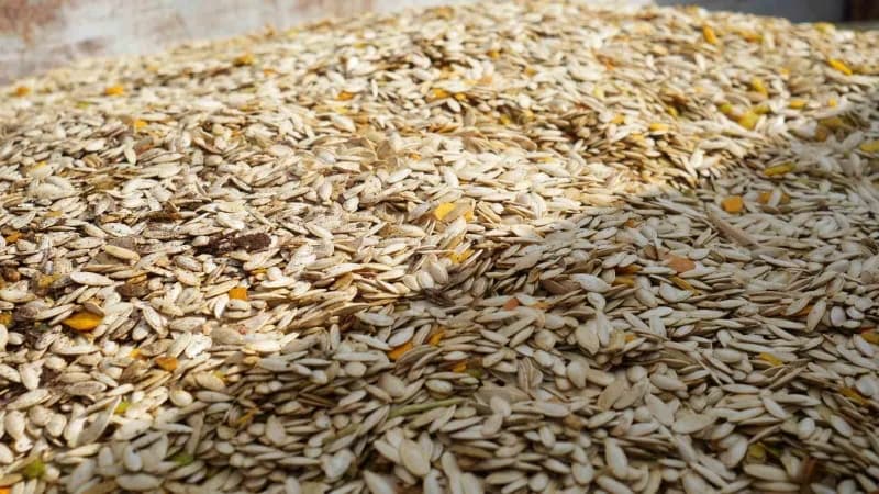 Polatlı ilçesinde mayıs ayında ekilen kabak çekirdeğinde hasat dönemi başladı.