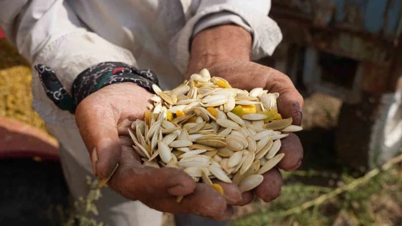 Polatlı ilçesinde mayıs ayında ekilen kabak çekirdeğinde hasat dönemi başladı.