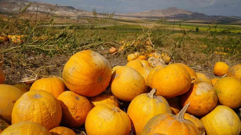 Polatlı ilçesinde mayıs ayında ekilen kabak çekirdeğinde hasat dönemi başladı.