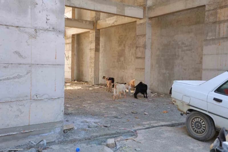 Keçileri gören esnaf, hayvanları bir araya toplayarak sahibini aramaya başladı. Keçilerin sahibi henüz bulunamazken, esn