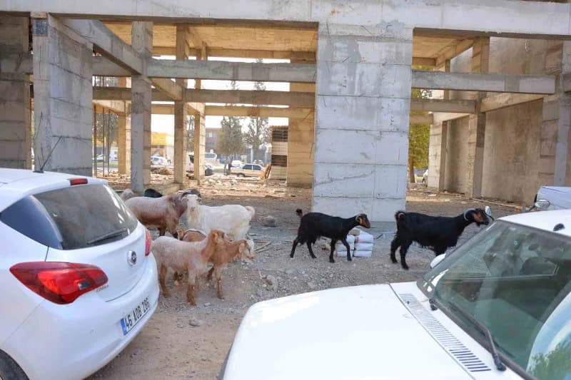 Dulkadiroğlu ilçesi Küçük Sanayi Sitesi'nde sabah iş yerini açan esnaf, 9 keçinin başıboş gezindiğini fark etti.