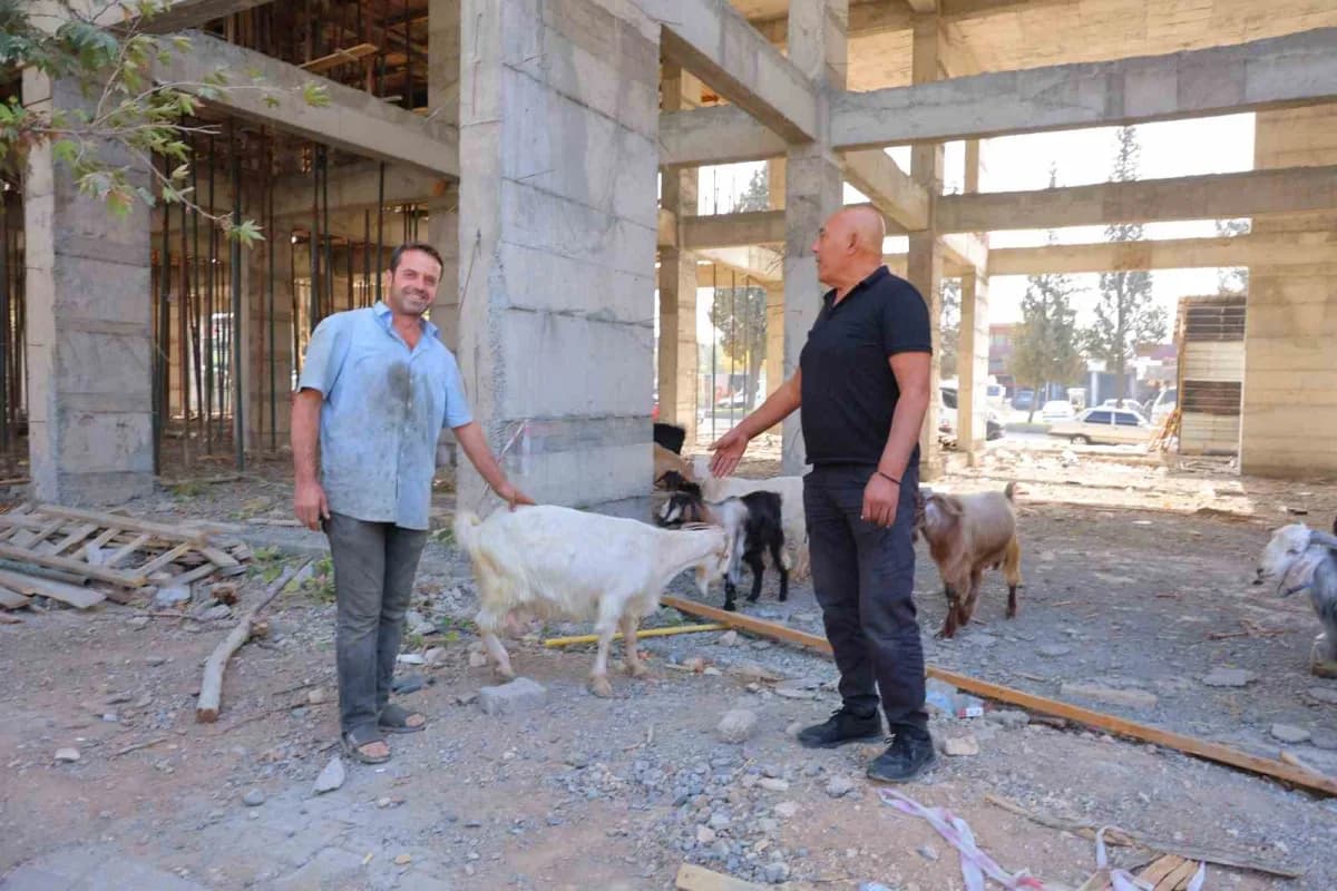 Kahramanmaraş’ta Küçük Sanayi Sitesi’nde bir inşaat alanında bulunan 9 keçiyi gören esnaflar, hayvanların sahibini bulma