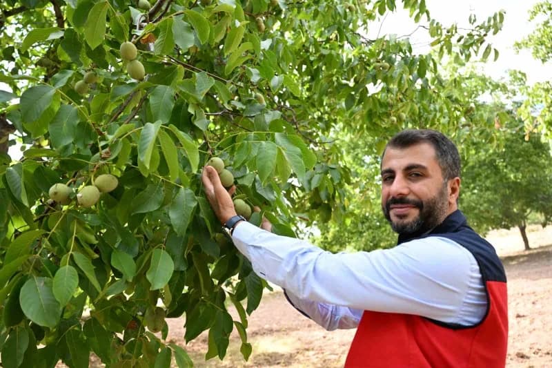 İriliği ve lezzeti ile dikkat çeken ceviz, kentteki fabrikalarda işlendikten sonra Ortadoğu ve Avrupa ülkelerine de ihra