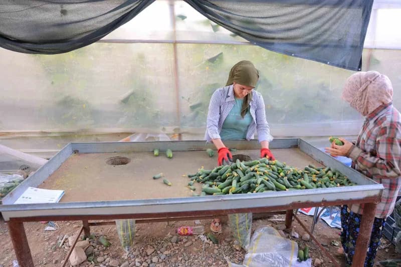 Sera ve tarlada ürününün kilogramı 30 liradan alıcı bulurken, market ve pazarlarda ise 50 ila 60 lira arasında değişiyor